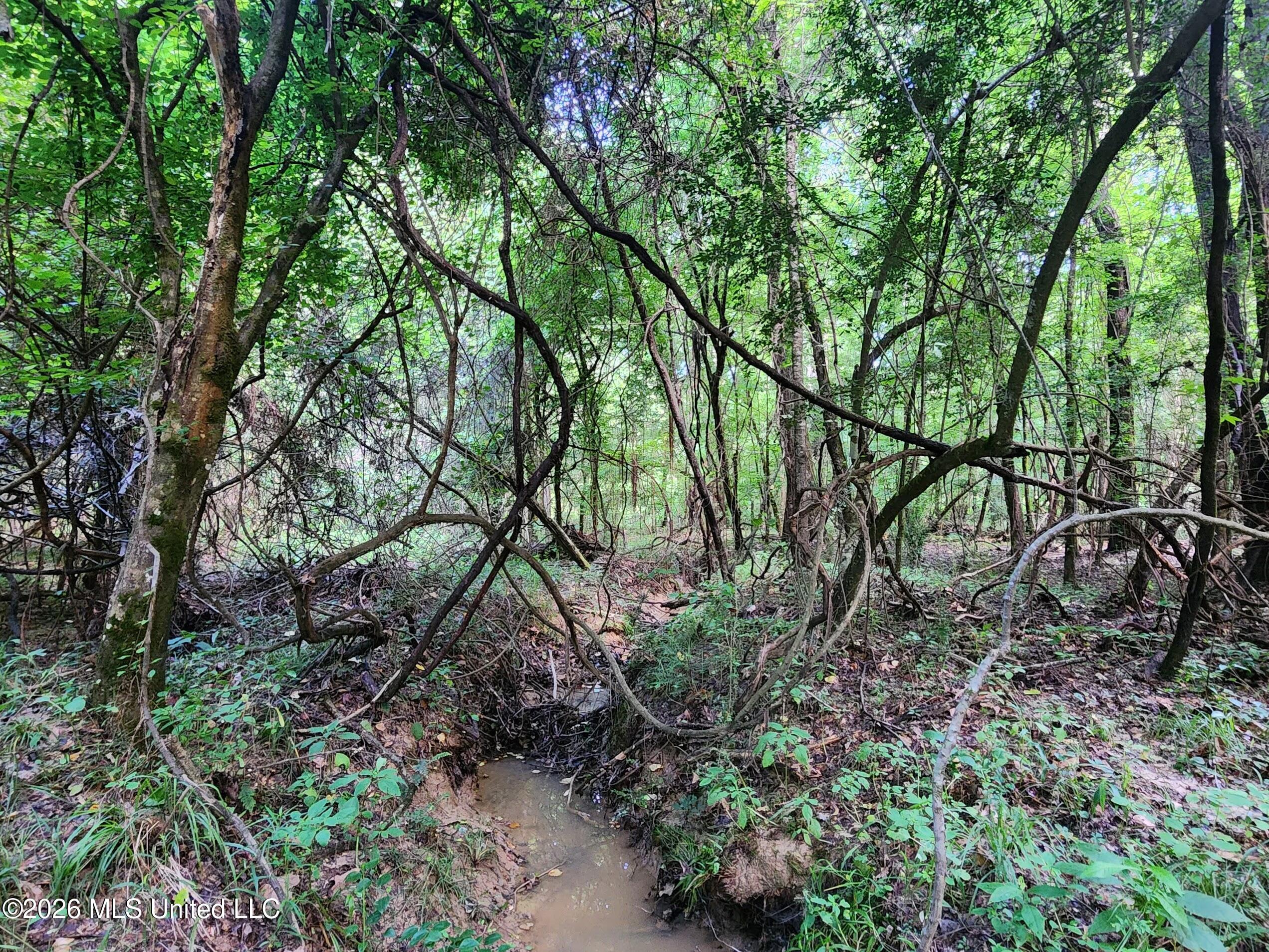 5582 White Apple Road Roxie, MS 39661 - Photo 23 of 70 20240606_094931