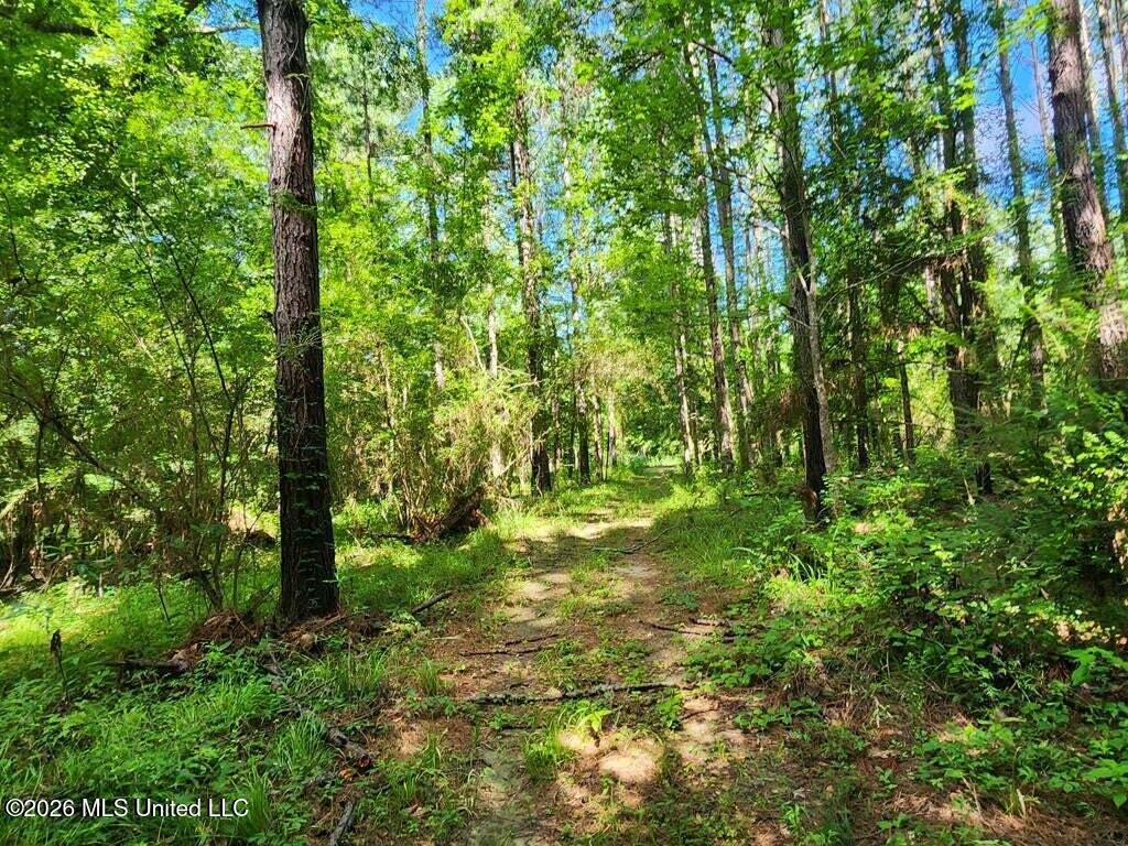 5582 White Apple Road Roxie, MS 39661 - Photo 27 of 70 20250707201717484939000000-o