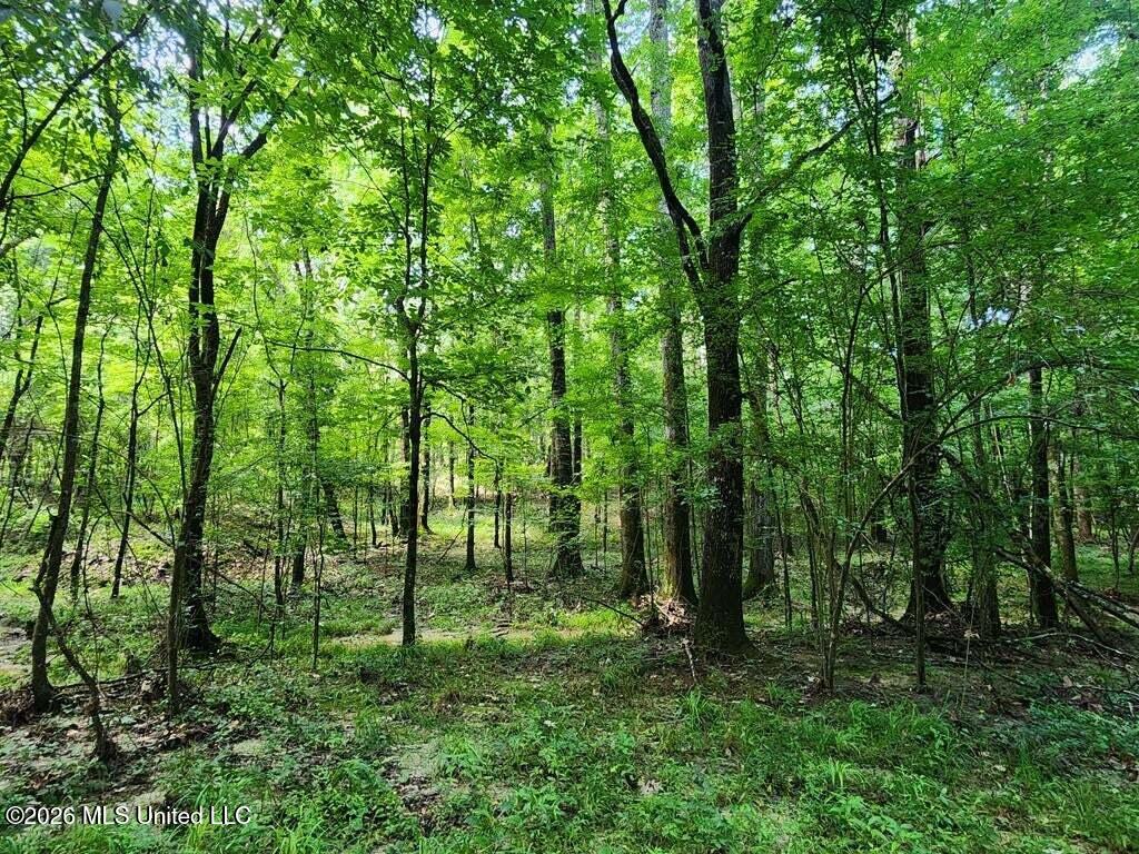 5582 White Apple Road Roxie, MS 39661 - Photo 28 of 70 20250707201717852743000000-o