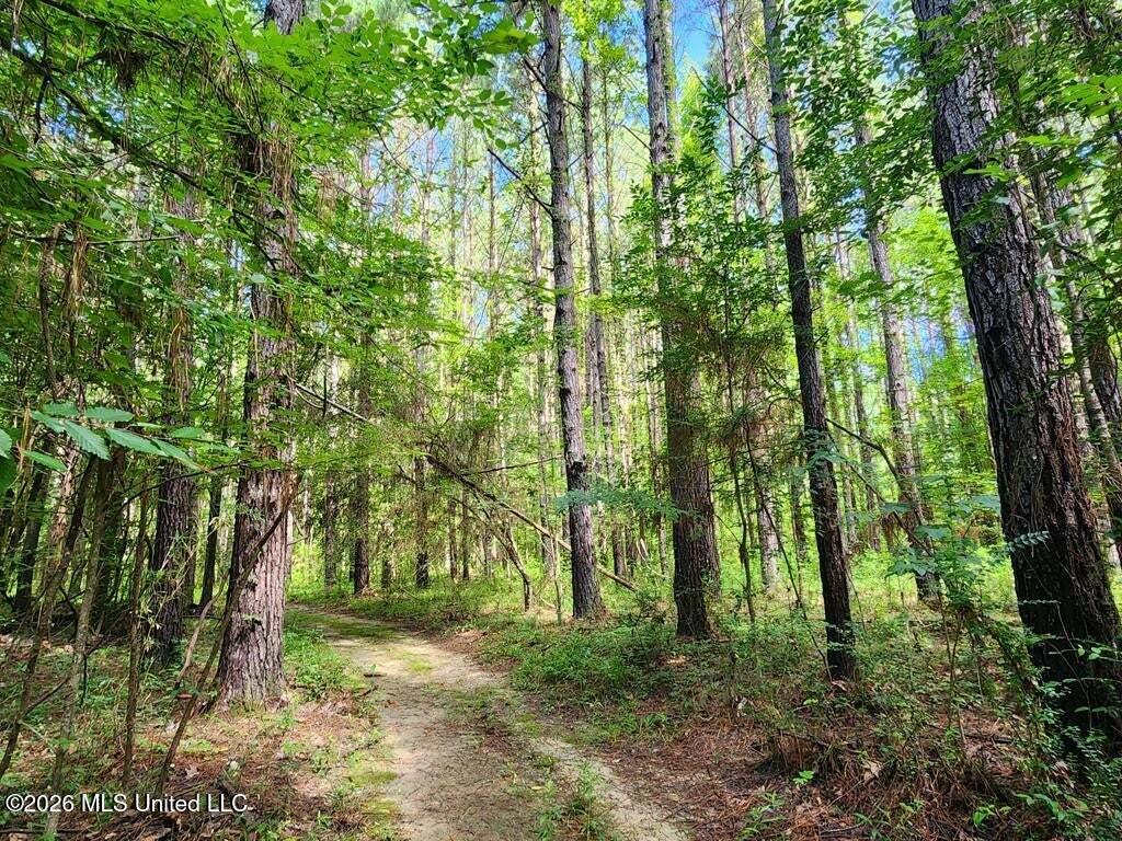 5582 White Apple Road Roxie, MS 39661 - Photo 29 of 70 20250707201718670393000000-o