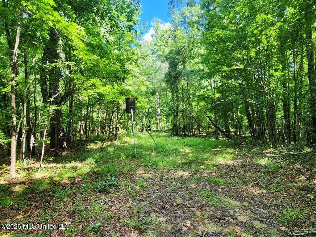 5582 White Apple Road Roxie, MS 39661 - Photo 32 of 70 20250707201721612600000000-o