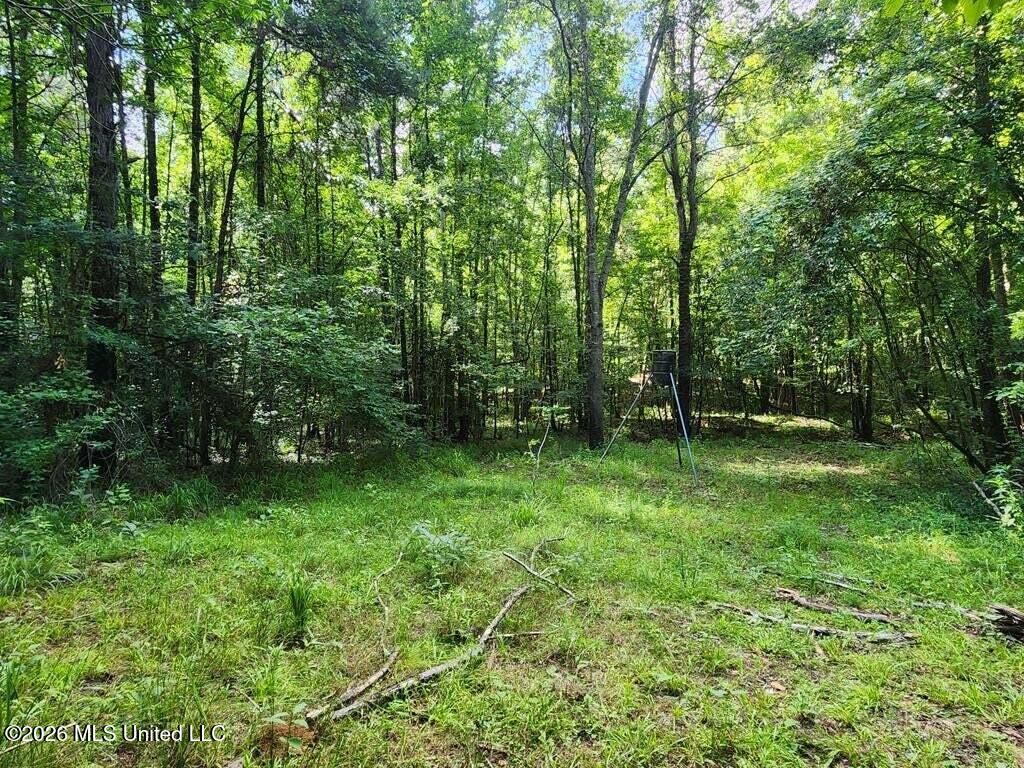 5582 White Apple Road Roxie, MS 39661 - Photo 34 of 70 20250707201722863880000000-o