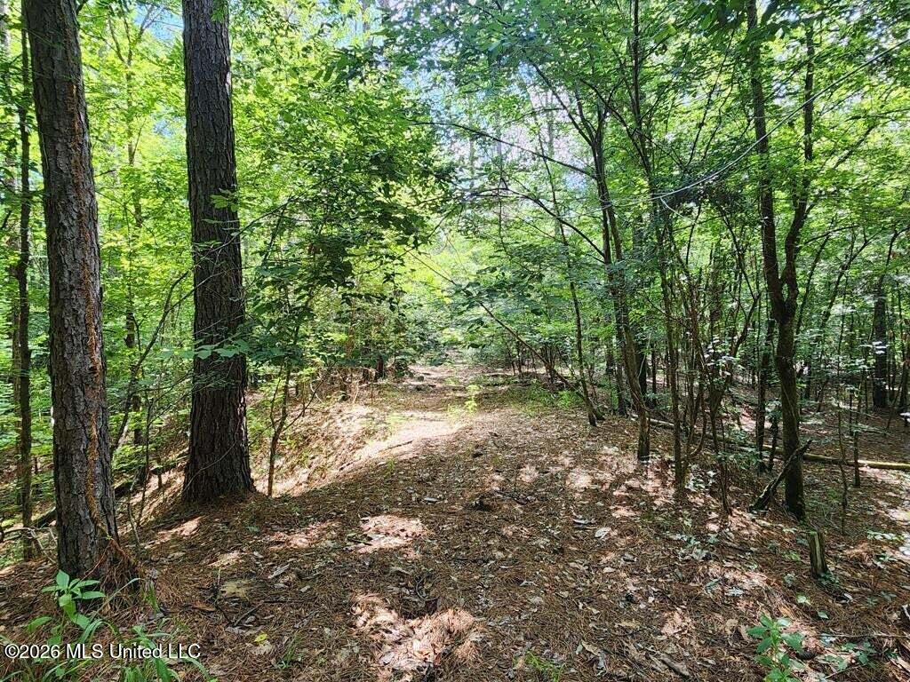 5582 White Apple Road Roxie, MS 39661 - Photo 36 of 70 20250707201723938981000000-o