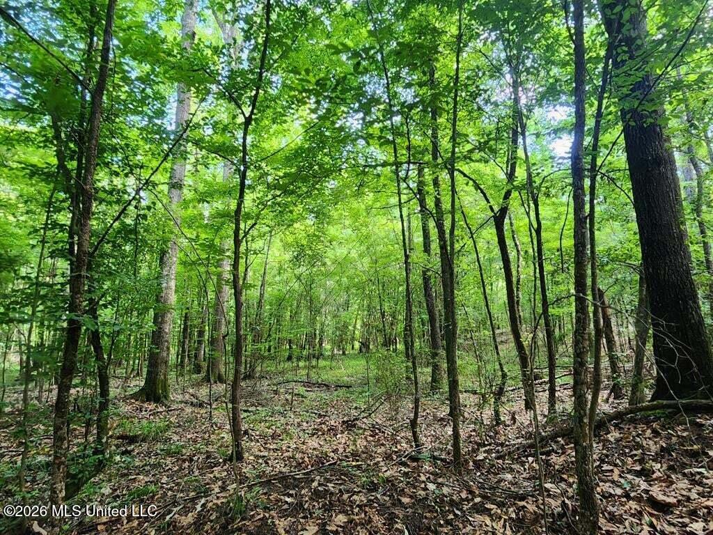 5582 White Apple Road Roxie, MS 39661 - Photo 37 of 70 20250707201724391079000000-o