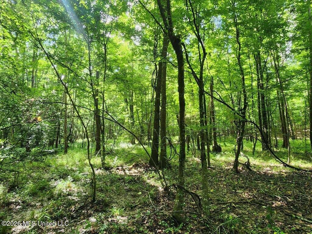 5582 White Apple Road Roxie, MS 39661 - Photo 38 of 70 20250707201724838737000000-o