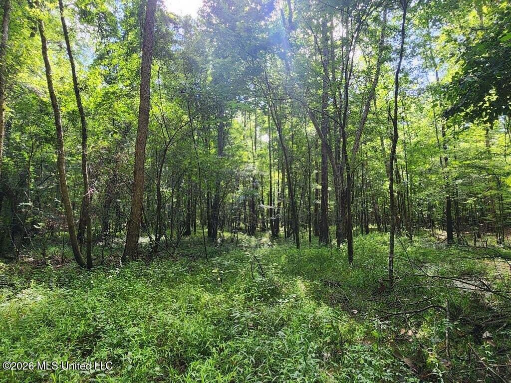 5582 White Apple Road Roxie, MS 39661 - Photo 39 of 70 20250707201725406817000000-o