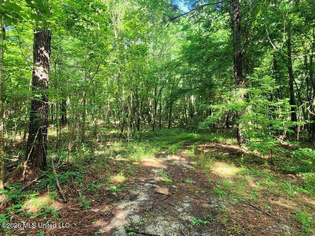 5582 White Apple Road Roxie, MS 39661 - Photo 40 of 70 20250707201725906650000000-o