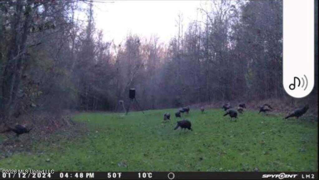 5582 White Apple Road Roxie, MS 39661 - Photo 68 of 70 20250707201733472447000000-o