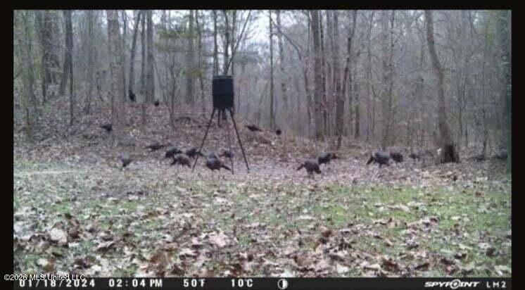 5582 White Apple Road Roxie, MS 39661 - Photo 69 of 70 20250707201734135706000000-o