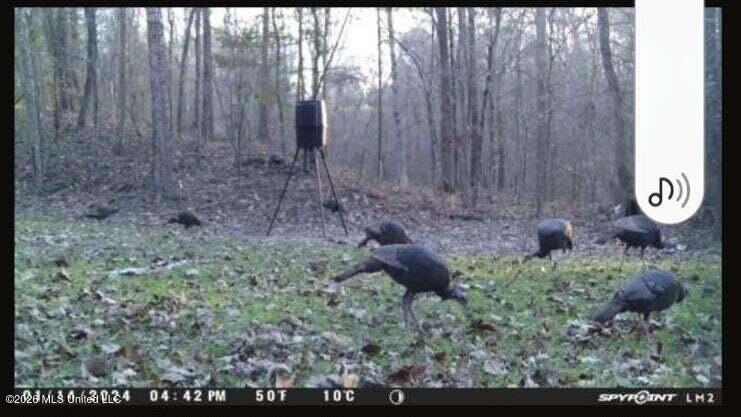 5582 White Apple Road Roxie, MS 39661 - Photo 70 of 70 20250707201733875501000000-o