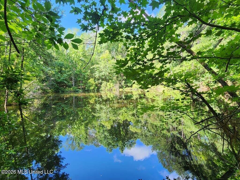 5582 White Apple Road Roxie, MS 39661 - Photo 9 of 70 20250707201704638726000000-o