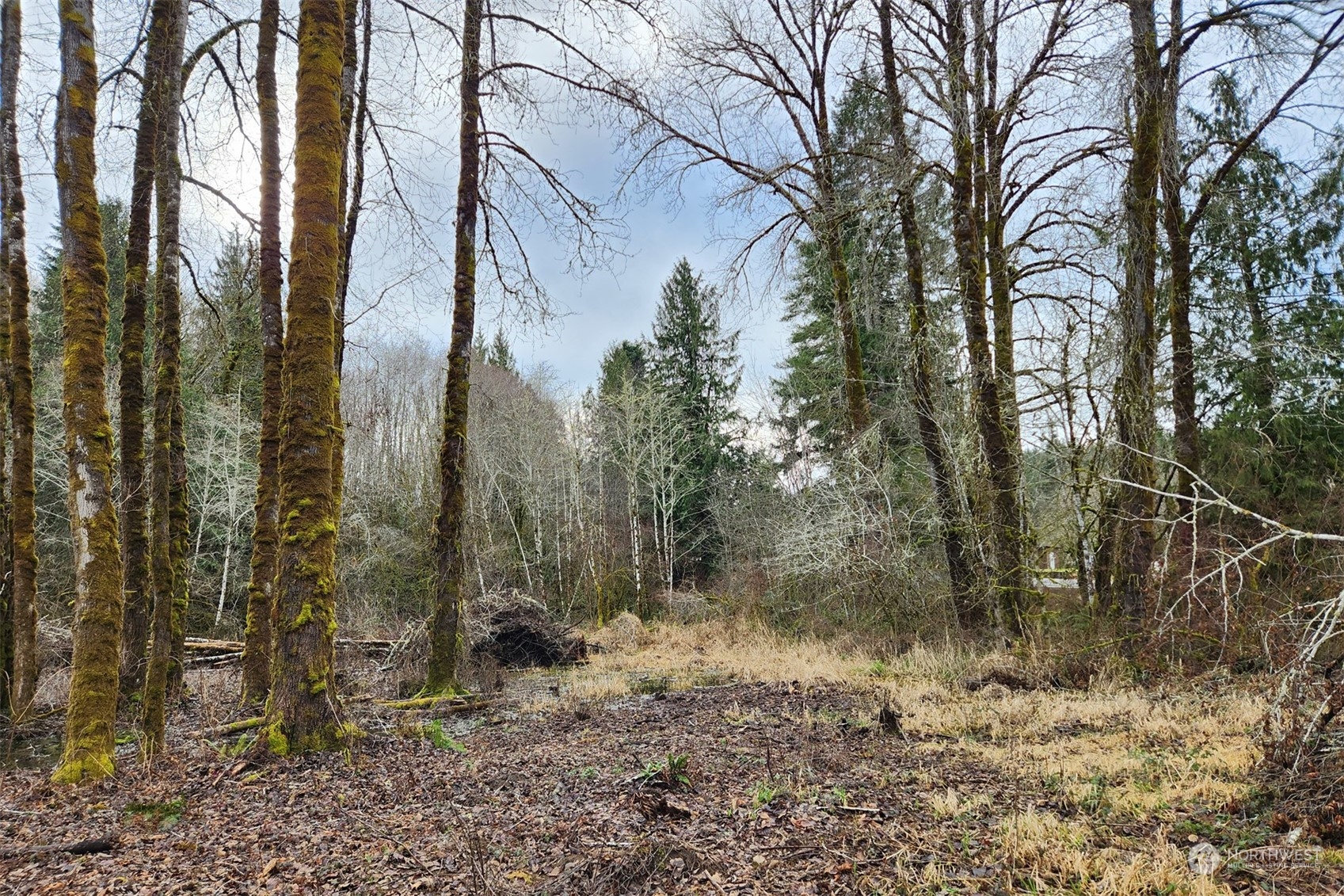 402 Manners Road Rochester, WA 98579 - Photo 15 of 21 a view of a forest with trees