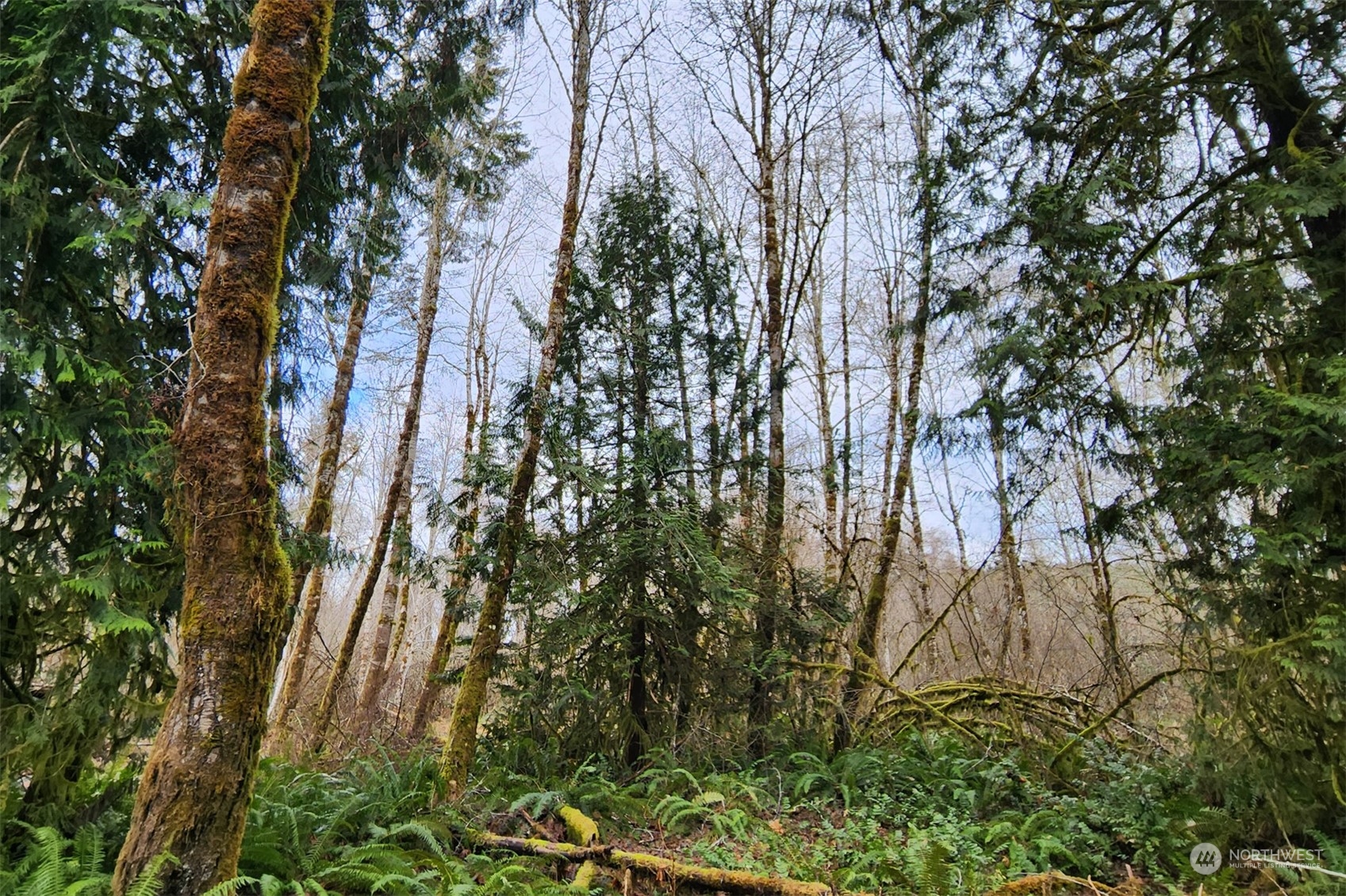 402 Manners Road Rochester, WA 98579 - Photo 18 of 21 a view of forest