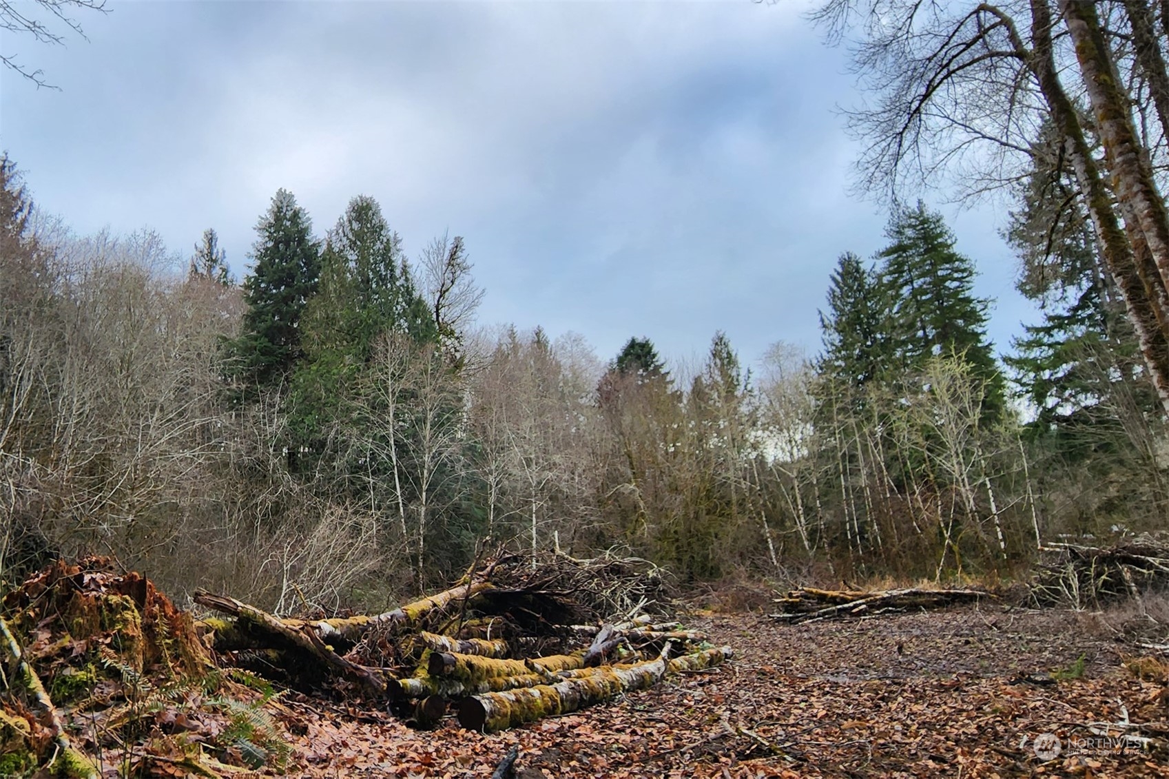 402 Manners Road Rochester, WA 98579 - Photo 20 of 21 a view of a forest filled with trees