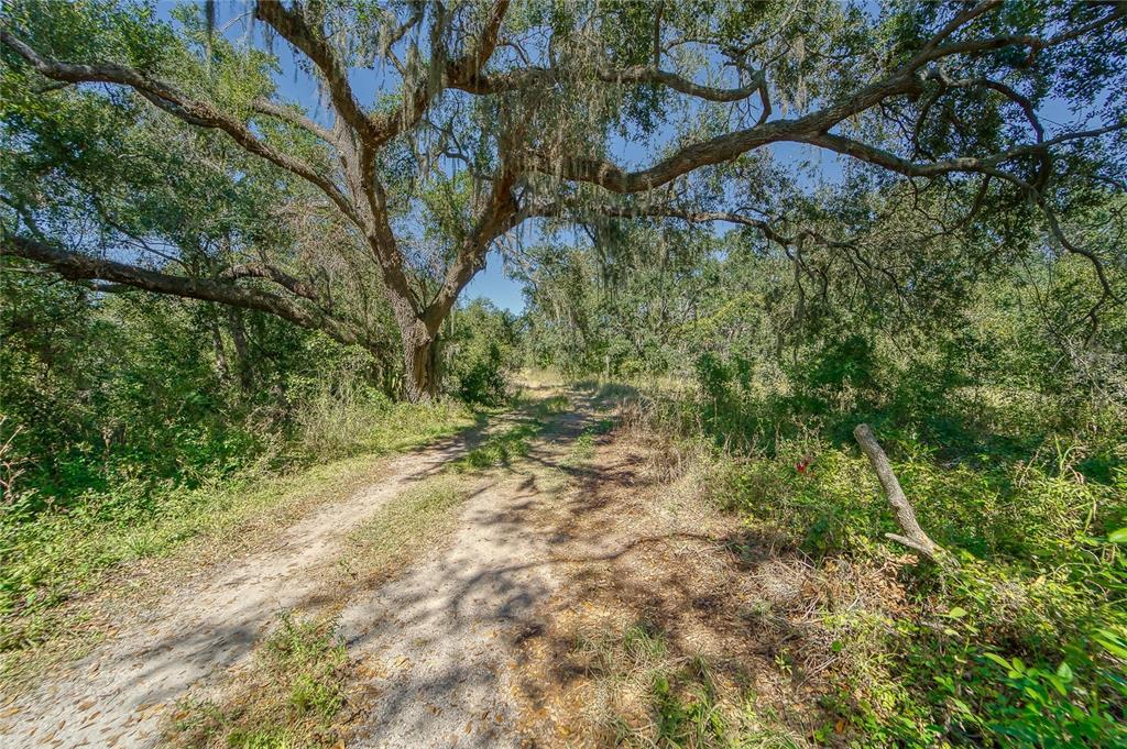 6930 Muck Pond Road Seffner, FL 33584 - Photo 4 of 37 a view of a yard with plants and trees