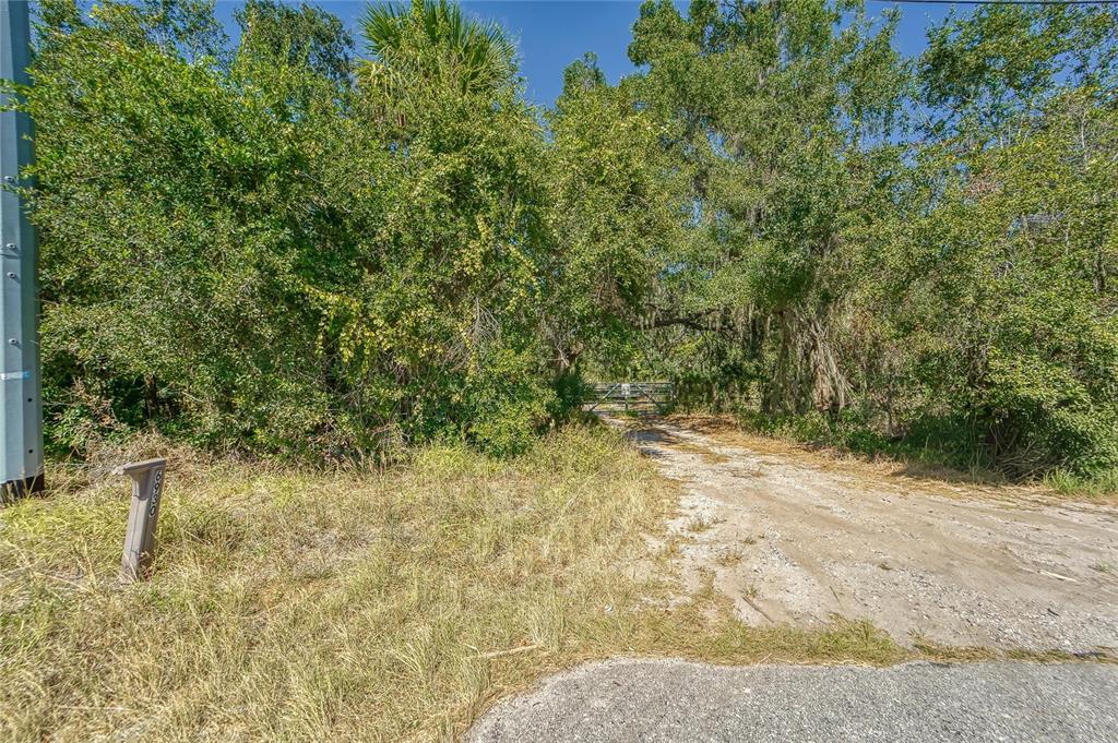 6930 Muck Pond Road Seffner, FL 33584 - Photo 6 of 37 a view of a yard with plants and trees