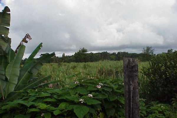 3 South Kulani Road Mountain View, HI 96771 - Photo 12 of 17 Gallery Image 12