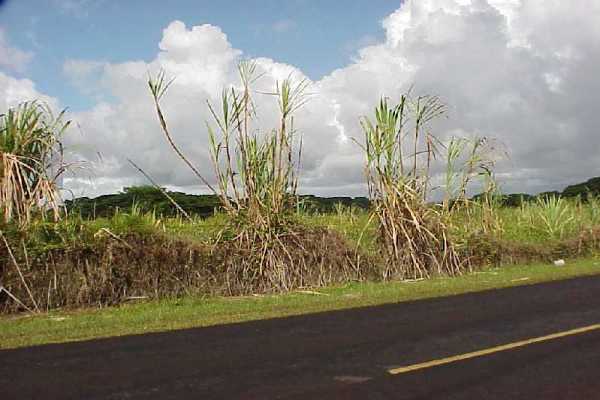 3 South Kulani Road Mountain View, HI 96771 - Photo 5 of 17 Gallery Image 5