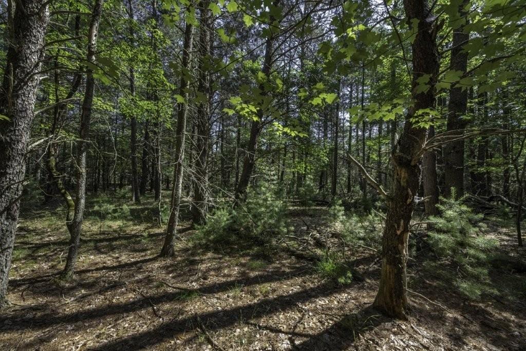 Lot 3 Pinecone Drive Rhinelander, WI 54501 - Photo 5 of 18 Gallery Image 5