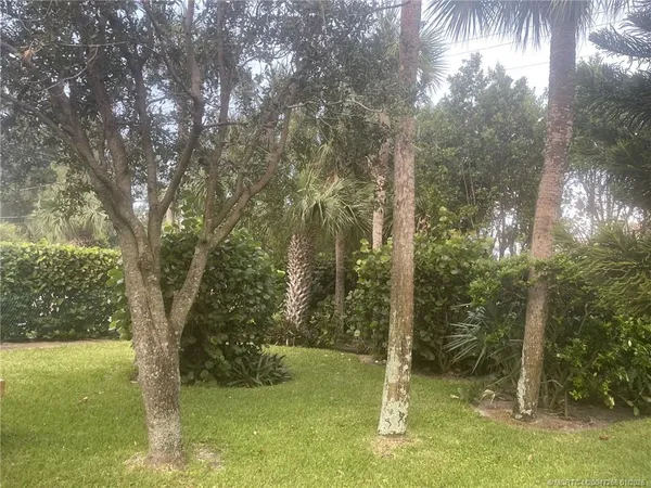a view of forest