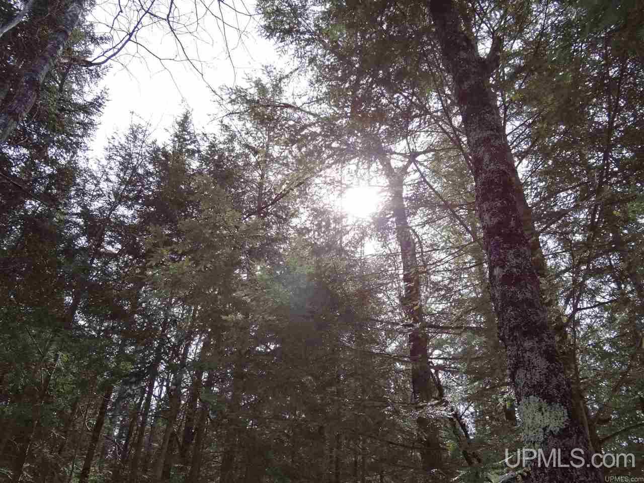 Tbd Dogpatch Road, Unit LOT A Lanse, MI 49946 - Photo 11 of 18
