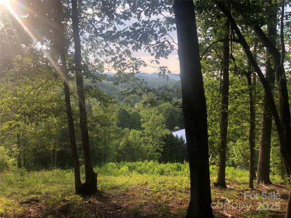 a view of a forest from a yard