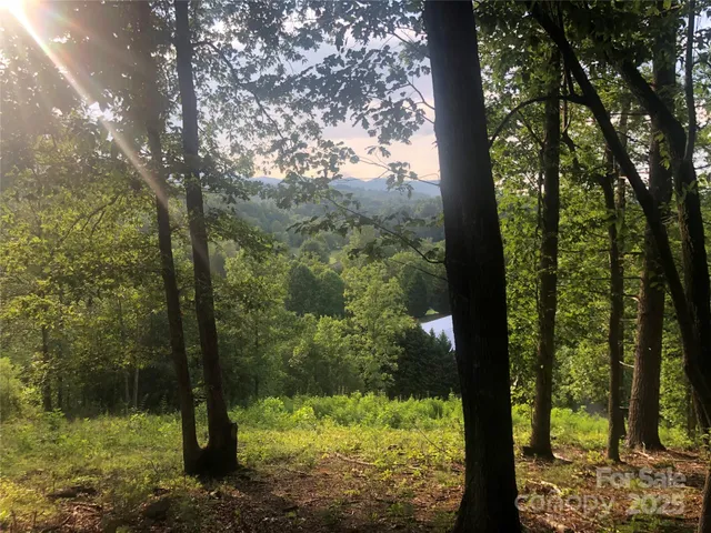 a view of a forest from a yard