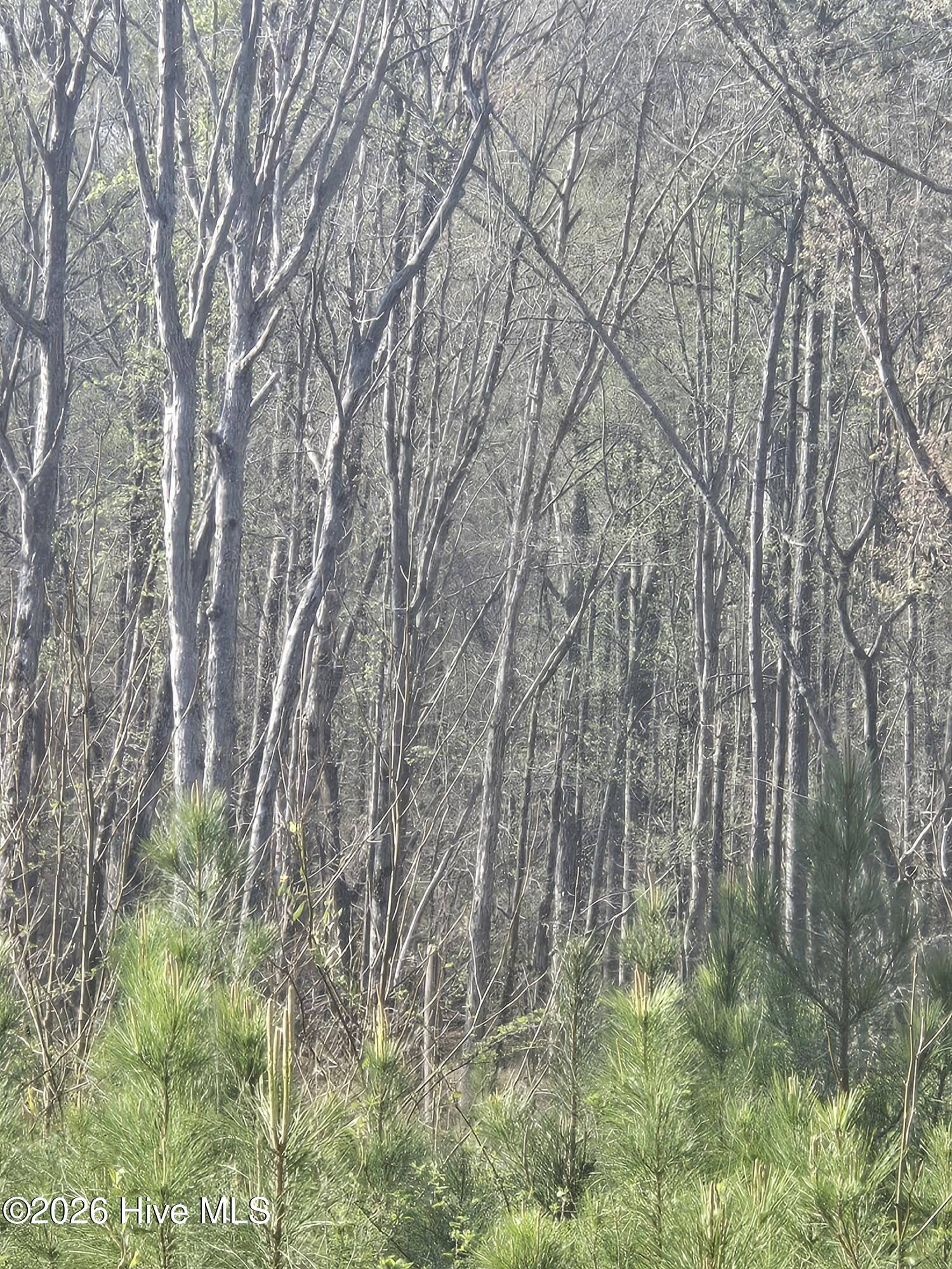 0 Mercier Road Lincolnton, GA 30817 - Photo 2 of 6