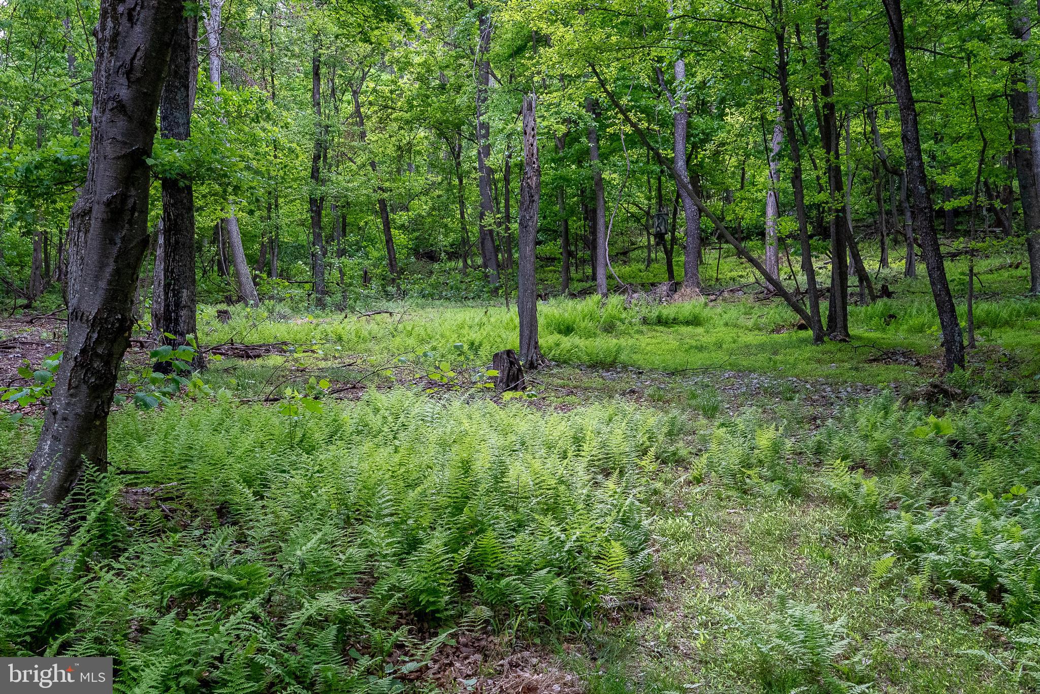 2598 Mountain View Road Purgitsville, WV 26852 - Photo 77 of 89