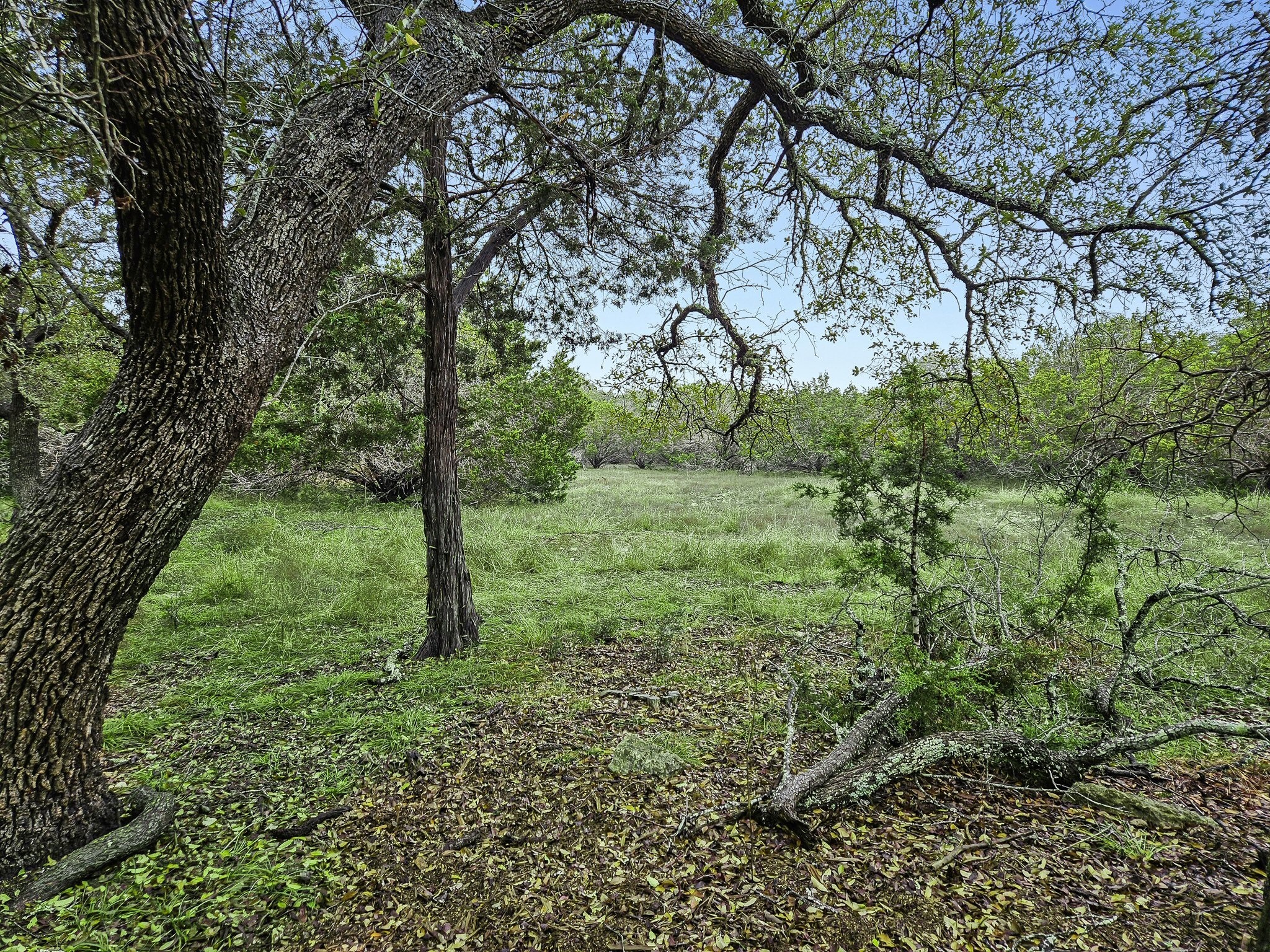 157 Verbena Circle Spring Branch, TX 78070 - Photo 12 of 32 a big yard with lots of green space and house
