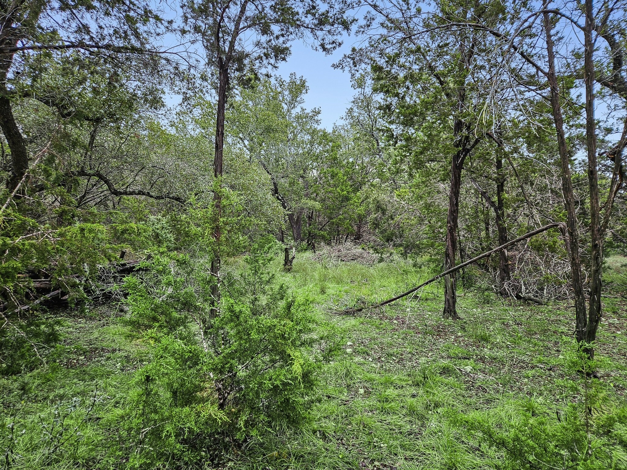 157 Verbena Circle Spring Branch, TX 78070 - Photo 16 of 32 a view of a green field with lots of bushes