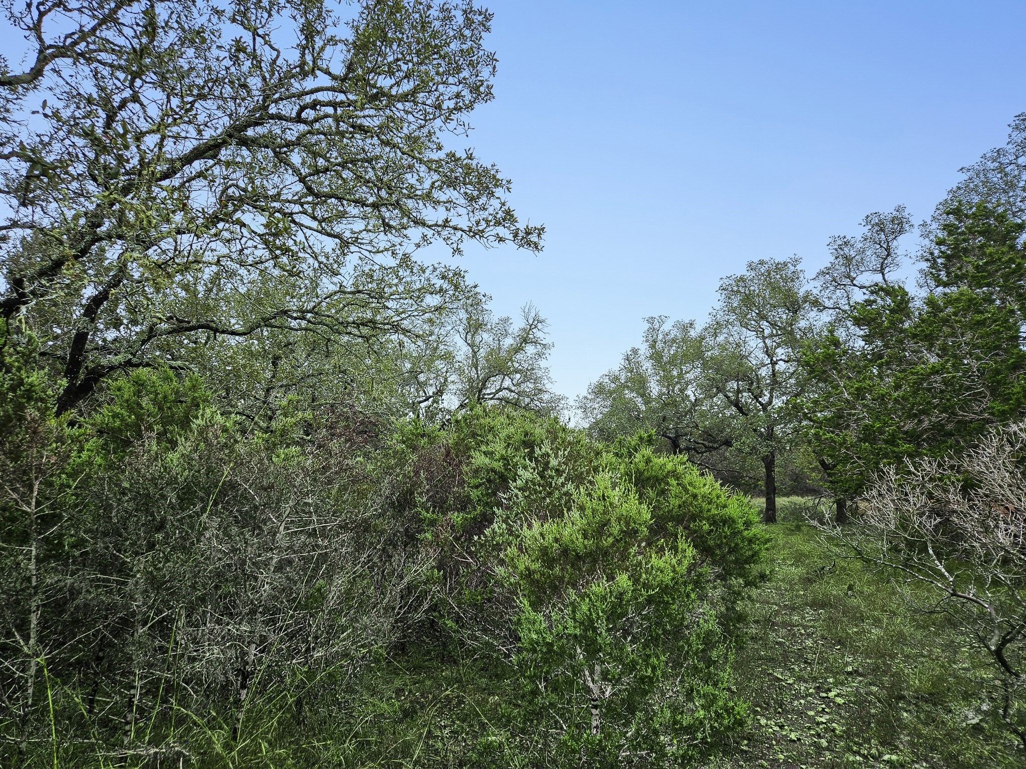 157 Verbena Circle Spring Branch, TX 78070 - Photo 19 of 32 a view of a forest with a tree in the background