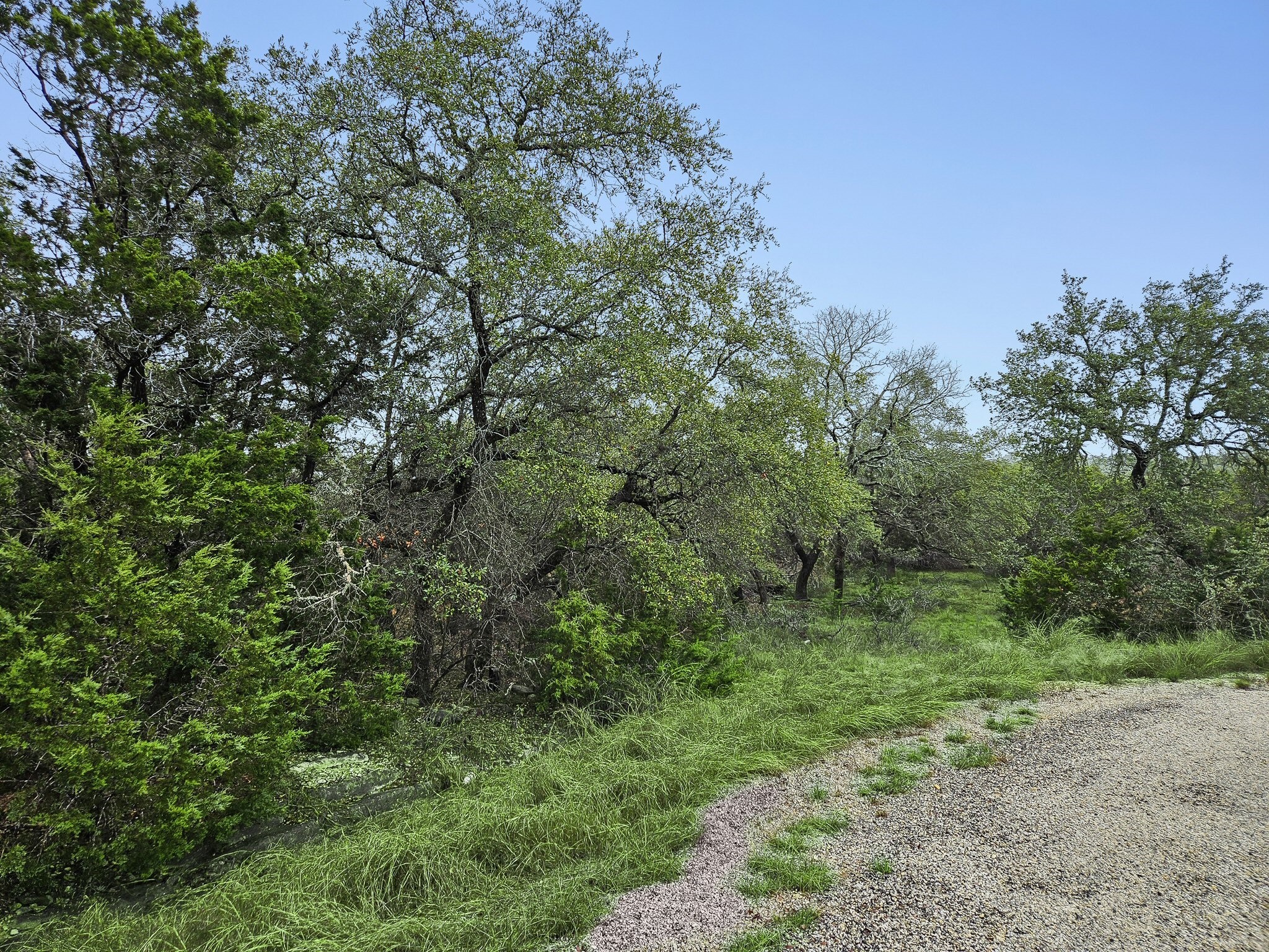 157 Verbena Circle Spring Branch, TX 78070 - Photo 2 of 32 a view of a lush green forest