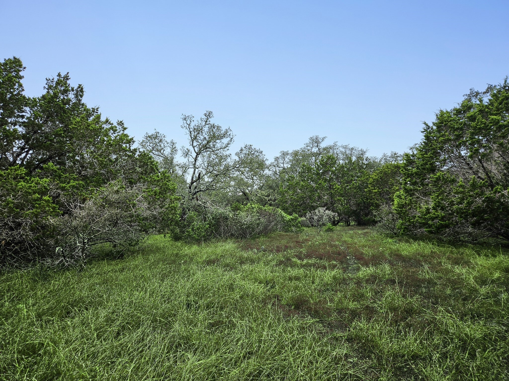 157 Verbena Circle Spring Branch, TX 78070 - Photo 28 of 32 a view of a big yard with a large tree and plants
