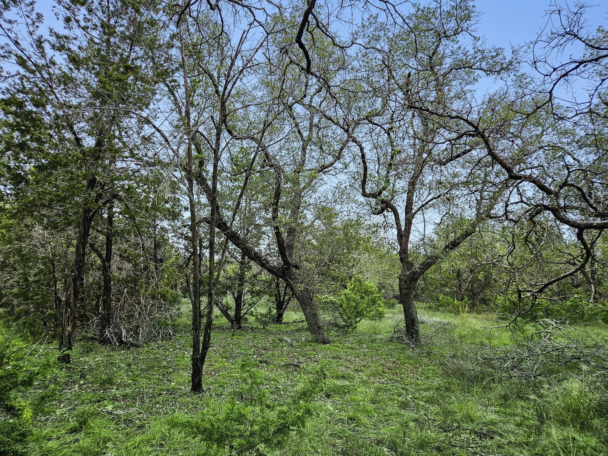 157 Verbena Circle Spring Branch, TX 78070 - Photo 29 of 32 a view of a forest with trees in the background