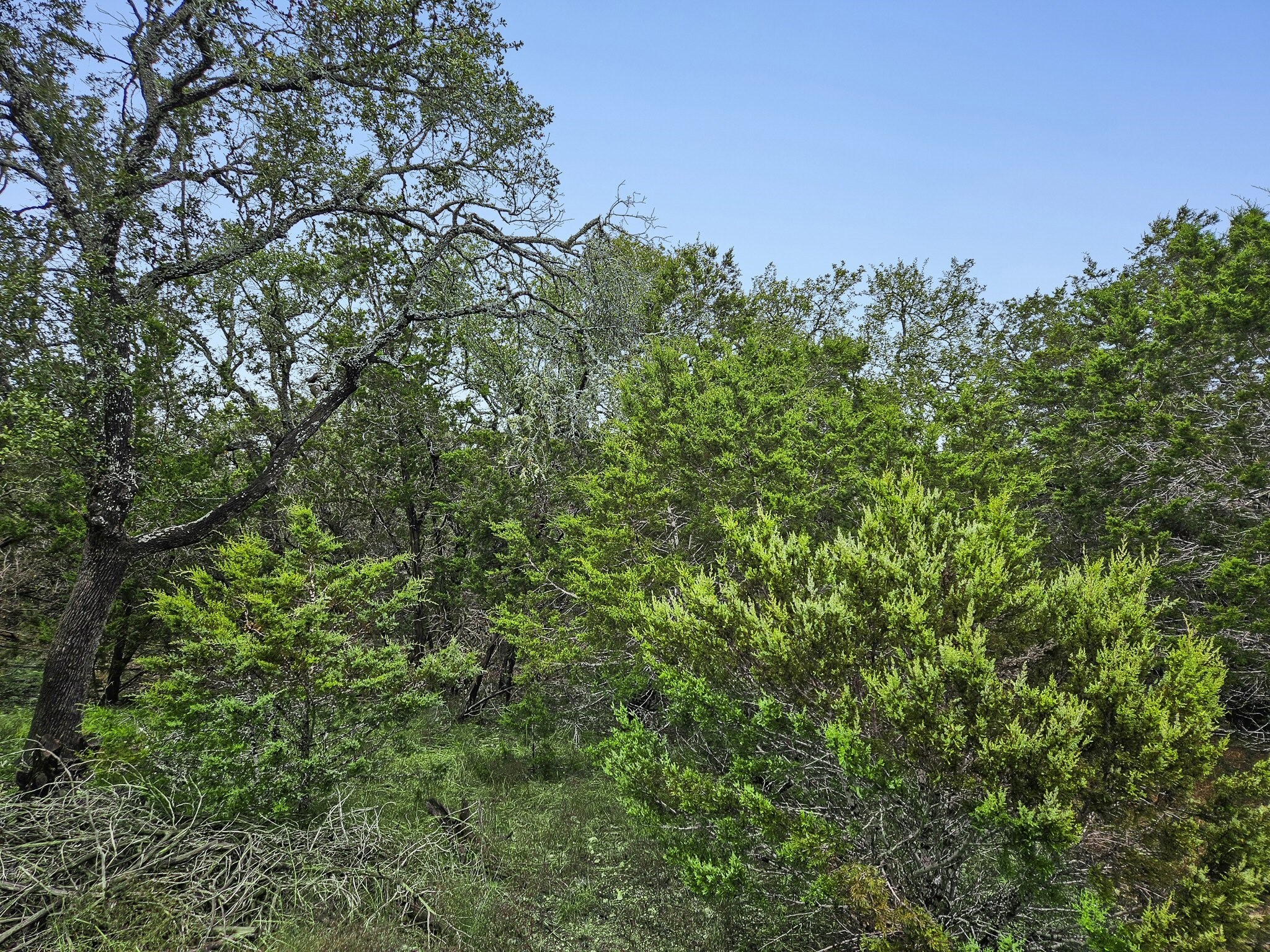 157 Verbena Circle Spring Branch, TX 78070 - Photo 31 of 32 a view of a lush green forest