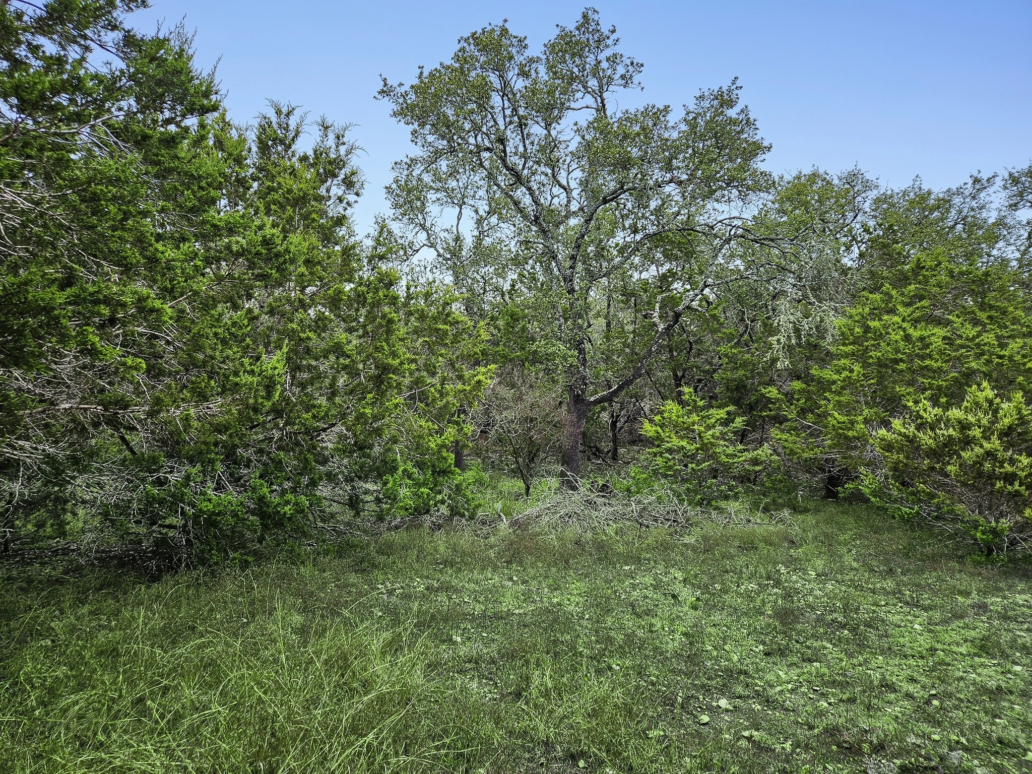 157 Verbena Circle Spring Branch, TX 78070 - Photo 32 of 32 a view of a lush green forest
