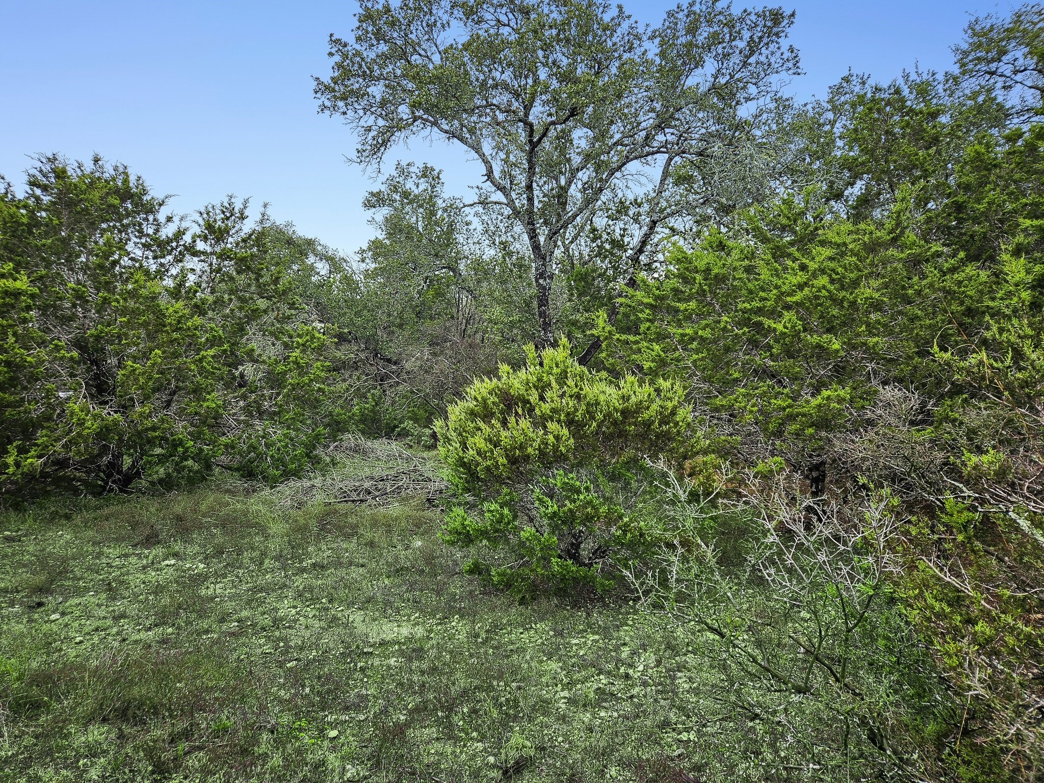 157 Verbena Circle Spring Branch, TX 78070 - Photo 4 of 32 a view of a lush green forest