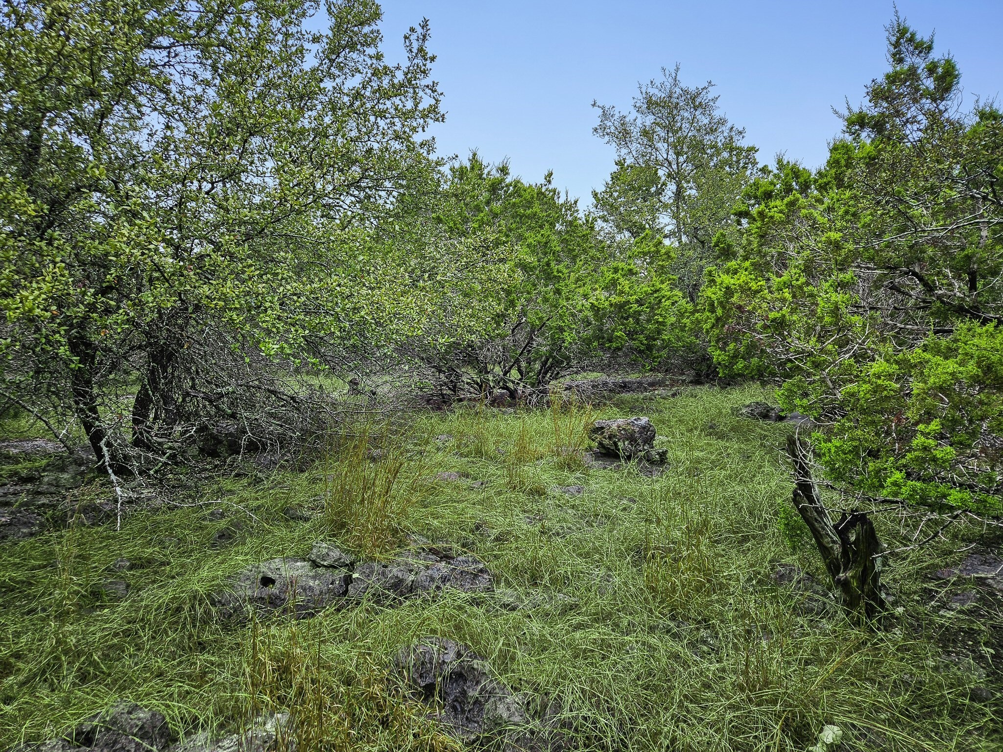 157 Verbena Circle Spring Branch, TX 78070 - Photo 6 of 32 a view of backyard with green space and trees