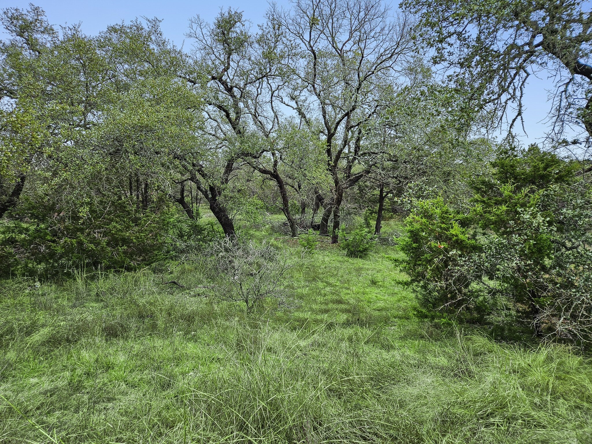 157 Verbena Circle Spring Branch, TX 78070 - Photo 7 of 32 a big yard with lots of green space and deers