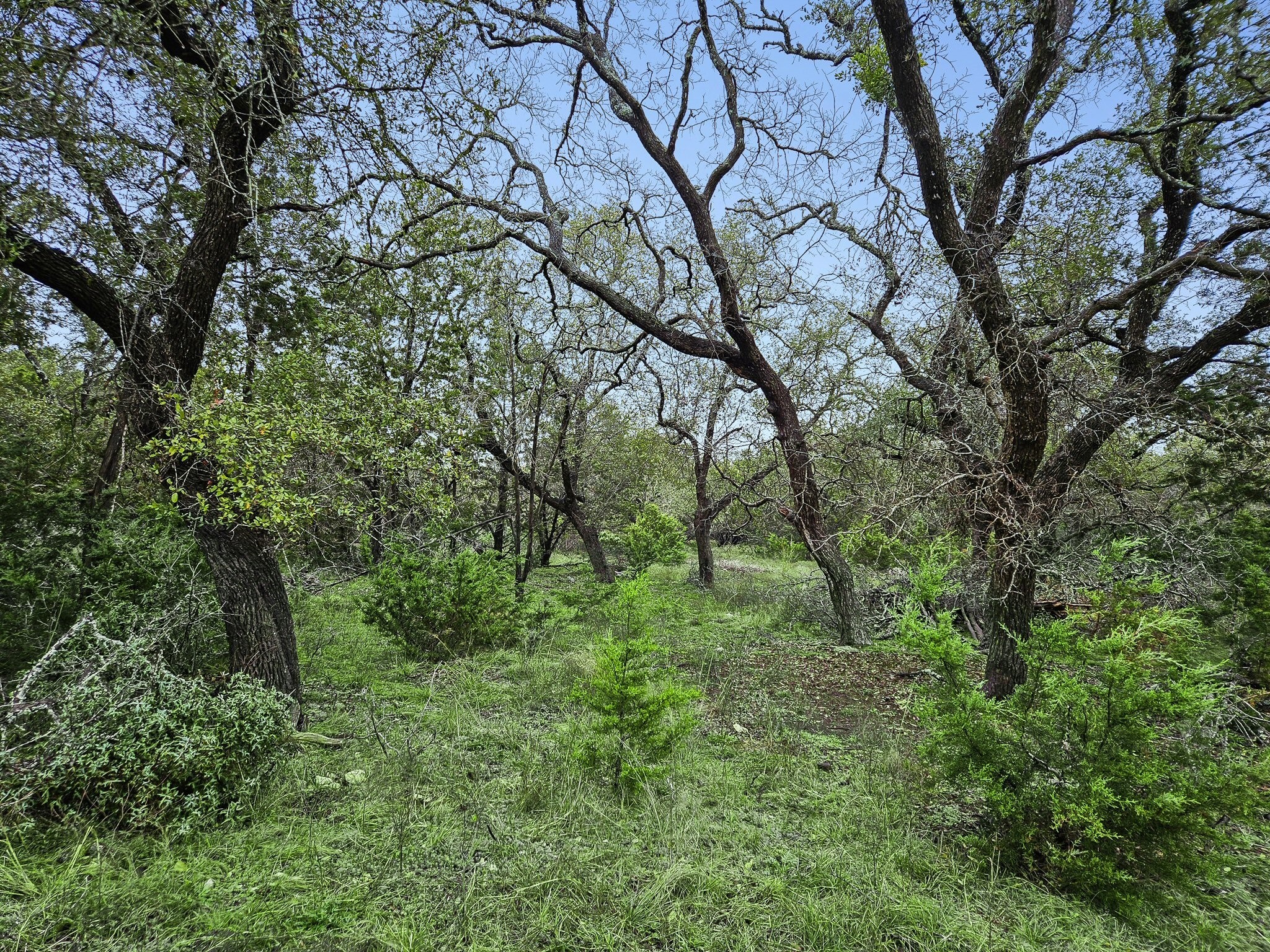 157 Verbena Circle Spring Branch, TX 78070 - Photo 8 of 32 a big yard with lots of green space