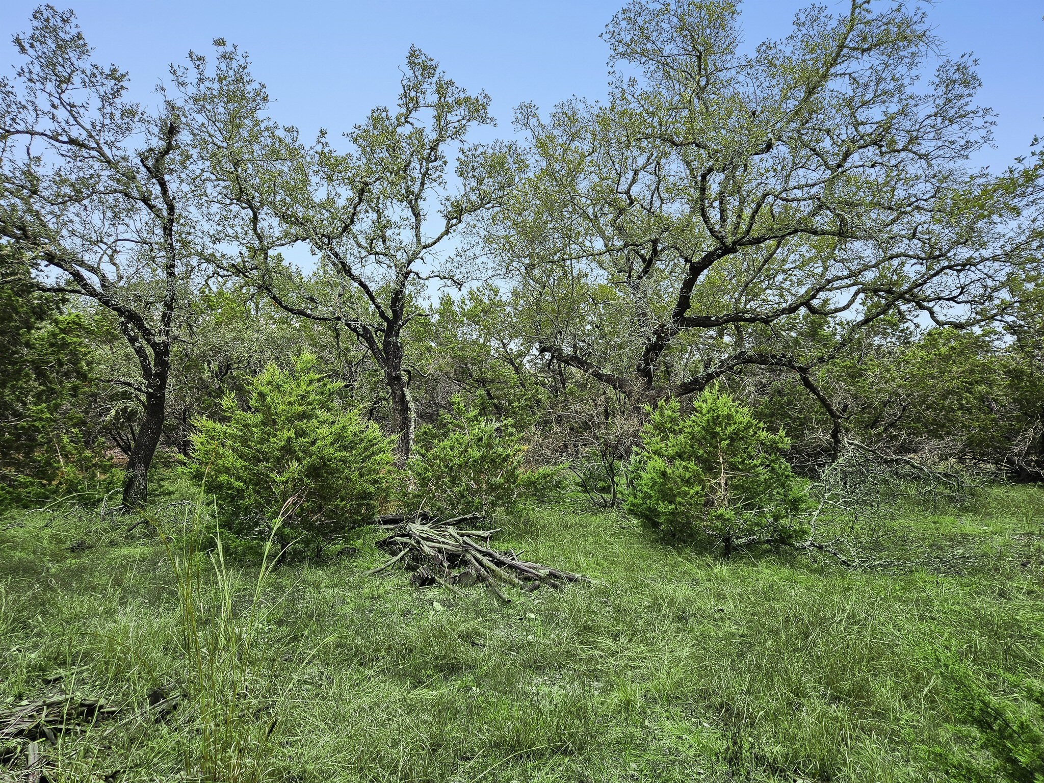 157 Verbena Circle Spring Branch, TX 78070 - Photo 10 of 32 a view of a lush green space
