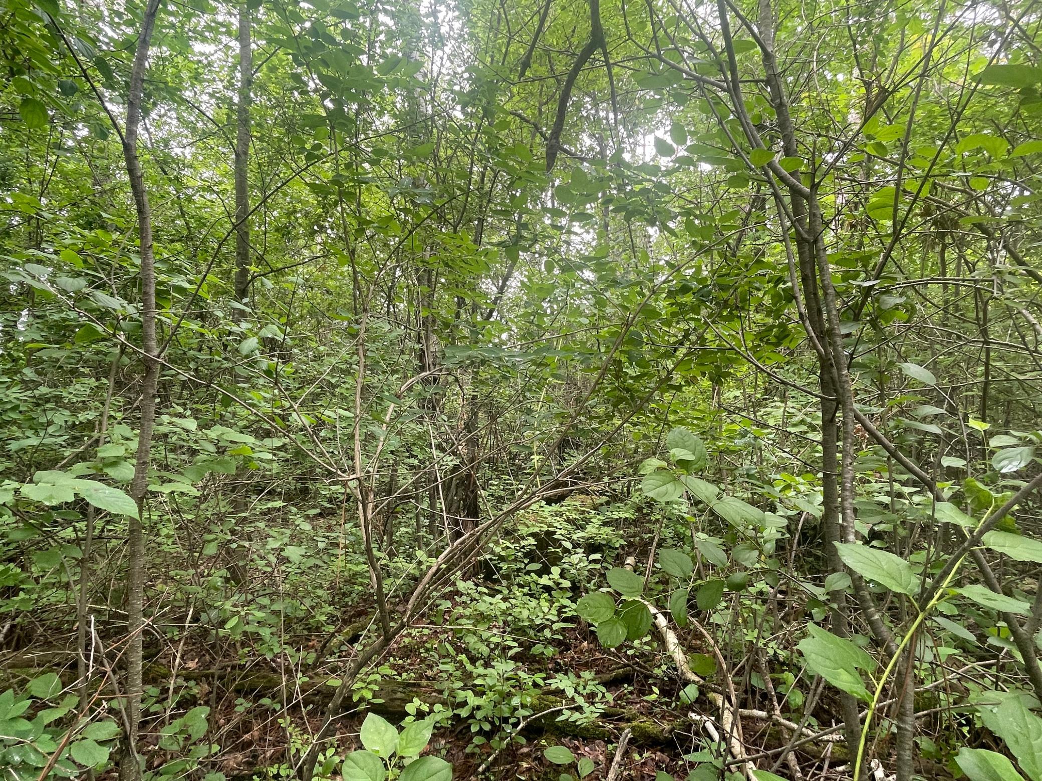 Tbd Degerstrom Road Askov, MN 55704 - Photo 7 of 7