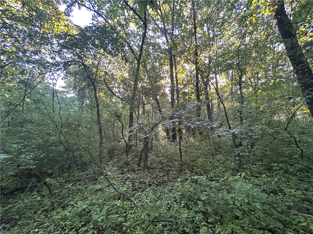 Mount Auburn Blacktop Decatur Il 62522 Decatur, IL 62522 - Photo 16 of 22 a view of a forest with lots of trees