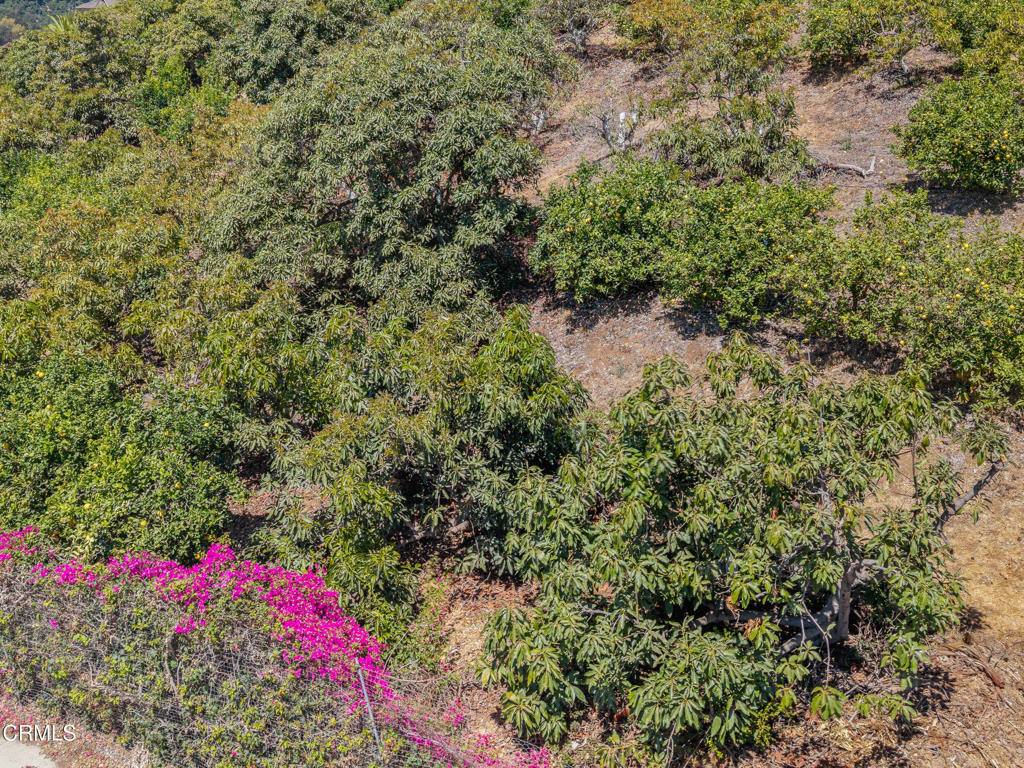 0 View Drive Santa Paula, CA 93060 - Photo 12 of 16 a view of a house with a flower garden