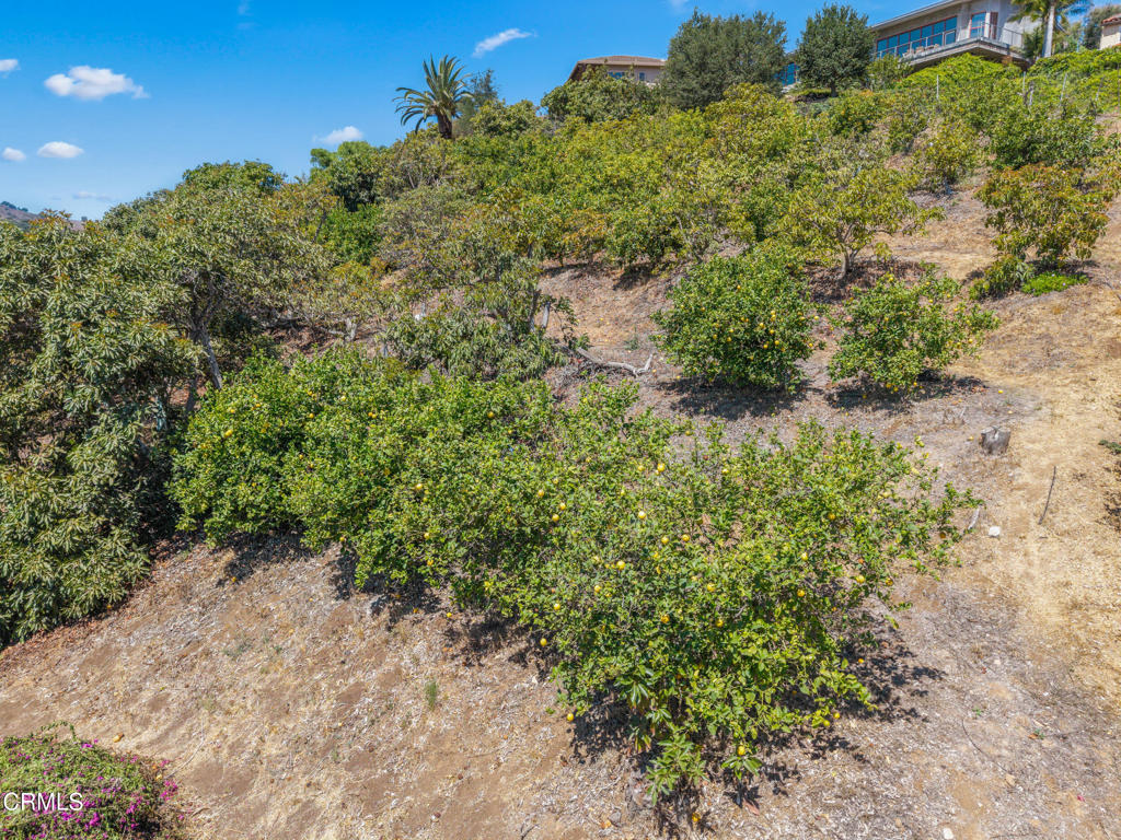 0 View Drive Santa Paula, CA 93060 - Photo 13 of 16 a view of a large yard with lots of green space