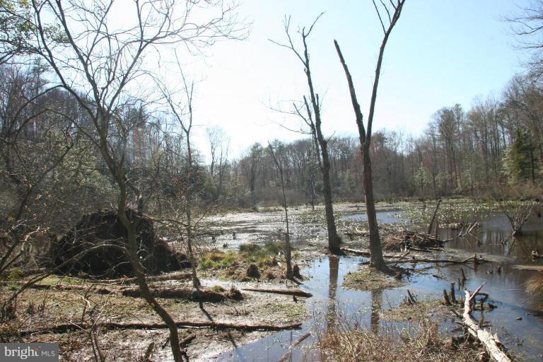 A creek winds thru the woodland