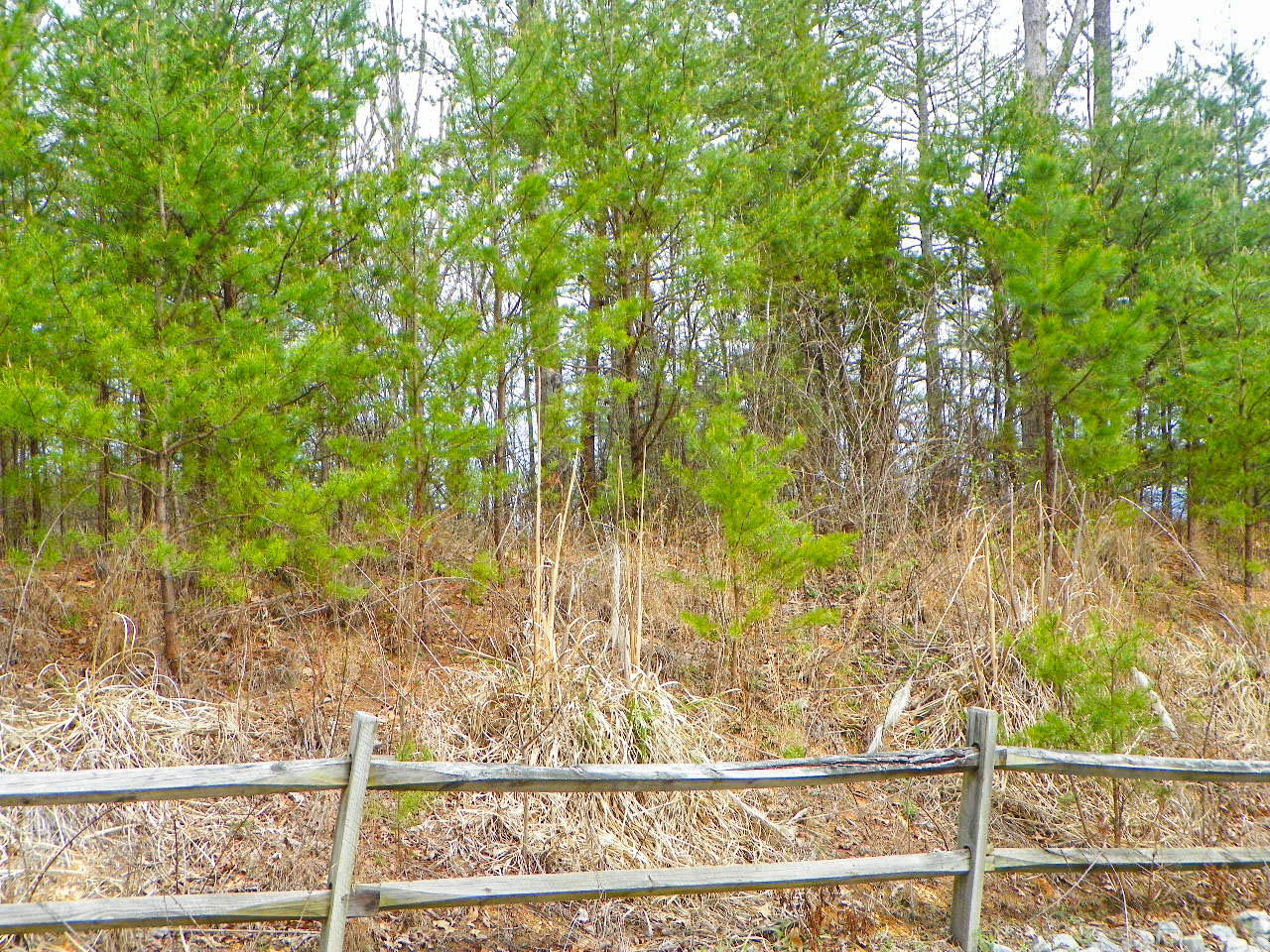 Lot#6 Shadyview Ridge Road Sevierville, TN 37876 - Photo 8 of 8 103_3267