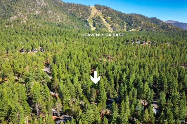 a view of a lush green forest with trees in the background