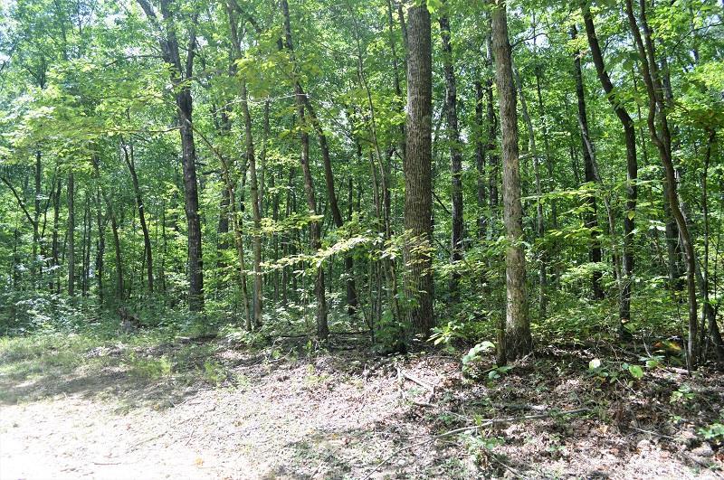 0 Deer Run Road, Unit 245 Altamont, TN 37301 - Photo 3 of 6 Lots of woods with loads of wildlife.